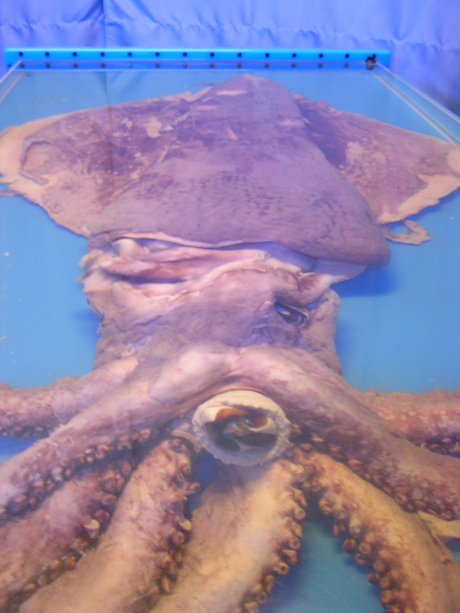 portada Calamares gigantes: del mito y la leyenda a la realidad